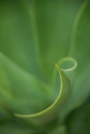 Green  Hosta